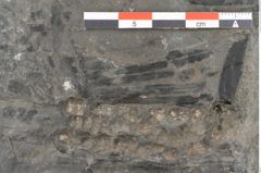 Foto (Detailansicht) von Zamiostrobus lunzensis Ettingshausen (NHMW-GEO-2024-0188-10602)